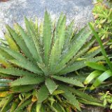 Agave obscura ©JL.jpg